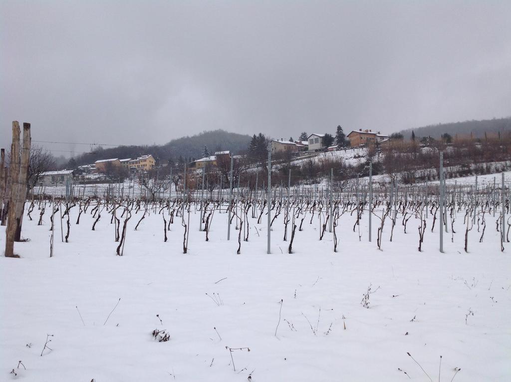 Azienda Agricola Garoglio Davide Alfiano Natta Εξωτερικό φωτογραφία