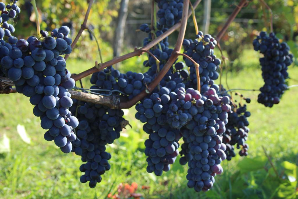 Azienda Agricola Garoglio Davide Alfiano Natta Εξωτερικό φωτογραφία