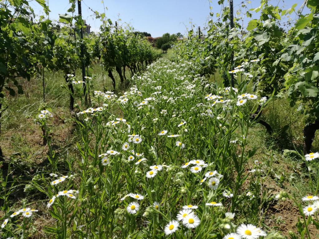 Azienda Agricola Garoglio Davide Alfiano Natta Εξωτερικό φωτογραφία