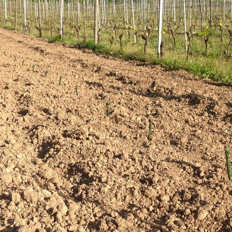Azienda Agricola Garoglio Davide Alfiano Natta Εξωτερικό φωτογραφία